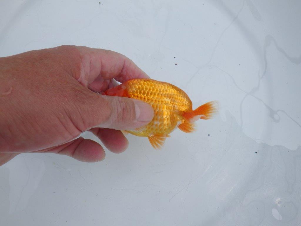 【愛知M 様】魚っぷりの良い当歳らんちゅう 約11.5㎝