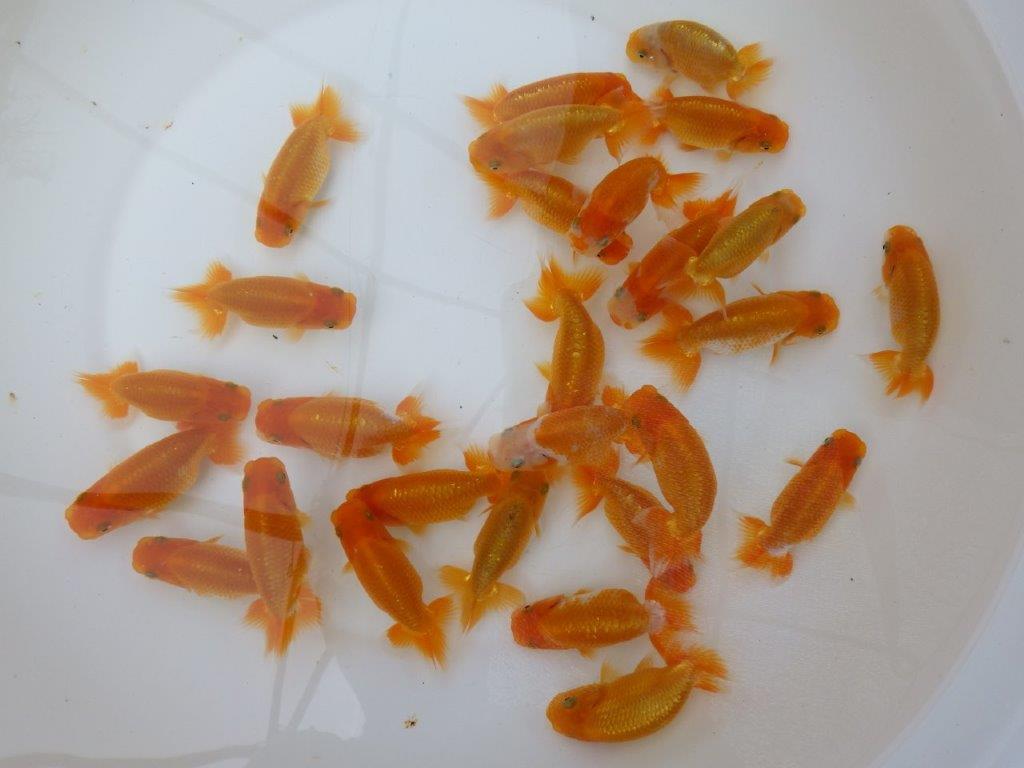 【岡山村上暢彦氏】入荷魚の中から一番良い魚たち５尾セット約７~９㎝ 限定１セット