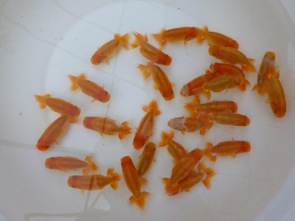 【岡山村上暢彦氏】入荷魚の中から一番良い魚たち５尾セット約７~９㎝ 限定１セット
