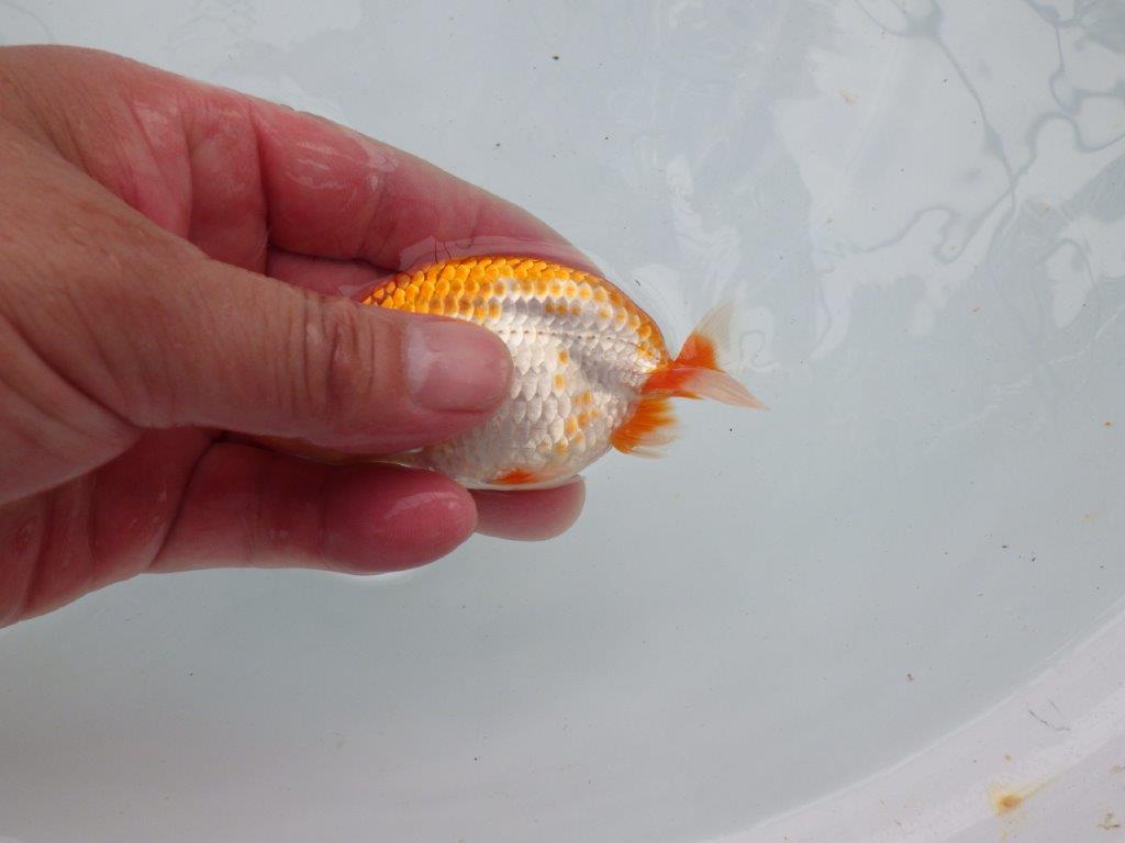 【愛知M 様作当歳らんちゅう 】素晴らしい尾型、背も綺麗な更紗らんちゅう　約10,5㎝　期間限定販売