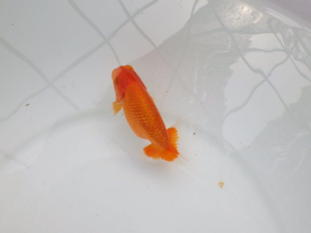 【愛知M 様作当歳らんちゅう 】飼い込みお勧めのらんちゅう　約11,5㎝　期間限定販売