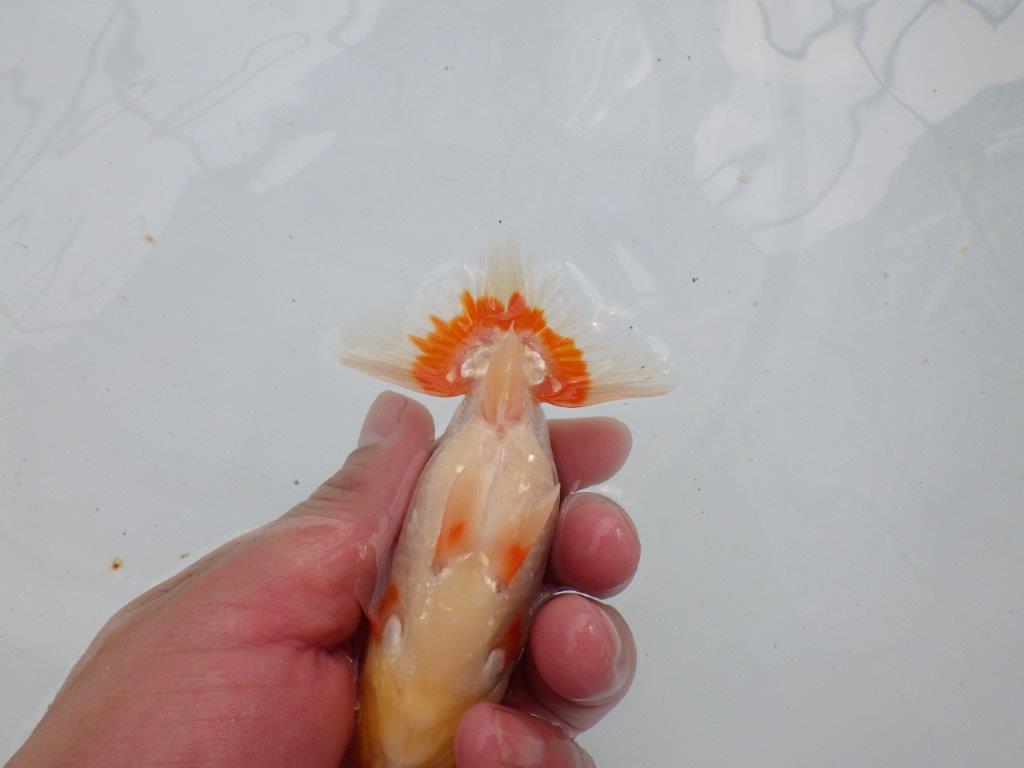 【愛知M 様作当歳らんちゅう 】ご鑑賞お勧めの綺麗な更紗らんちゅう　約12㎝　期間限定販売