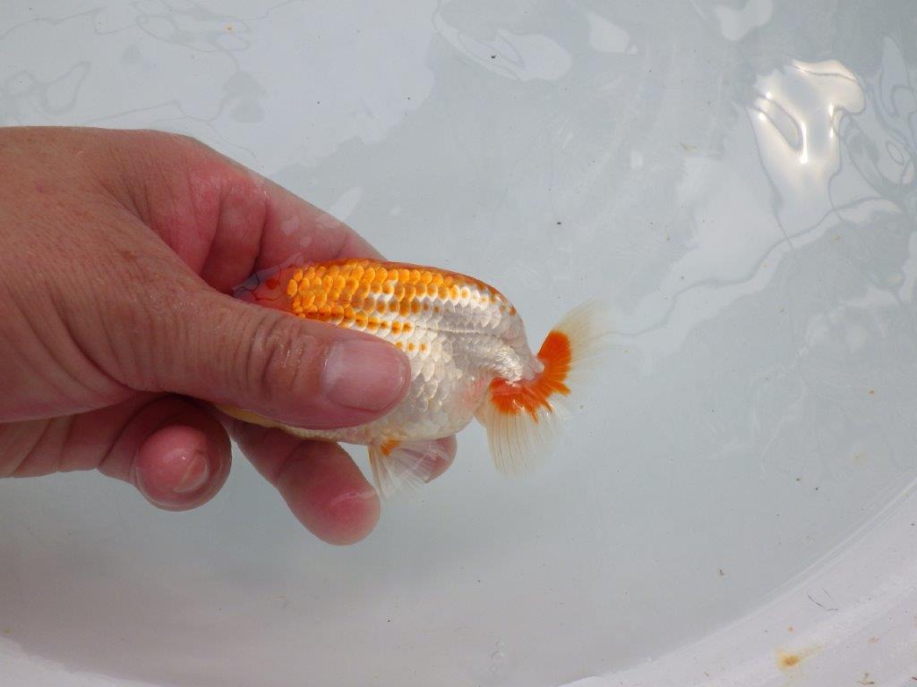 【愛知M 様作当歳らんちゅう 】ご鑑賞お勧めの綺麗な更紗らんちゅう　約12㎝　期間限定販売