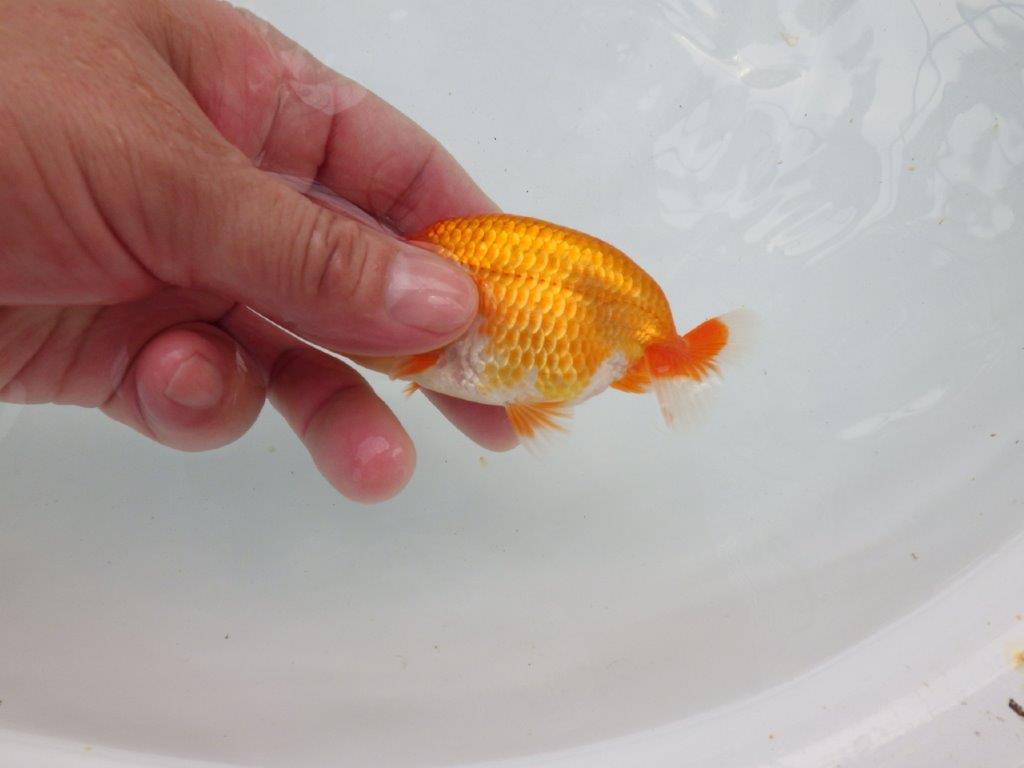 【愛知M 様作当歳らんちゅう 】背なりも柄も綺麗な更紗らんちゅう　約12㎝　期間限定販売
