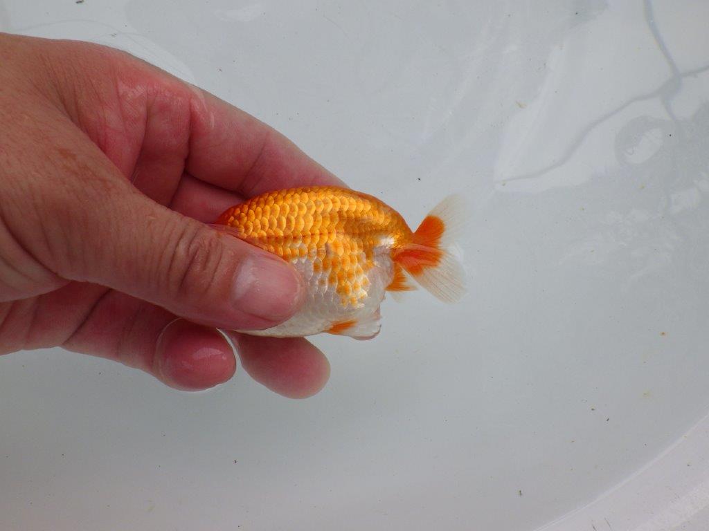 【愛知M 様作当歳らんちゅう 】雰囲気が良く今後に期待の更紗らんちゅう　約10,5㎝　期間限定販売