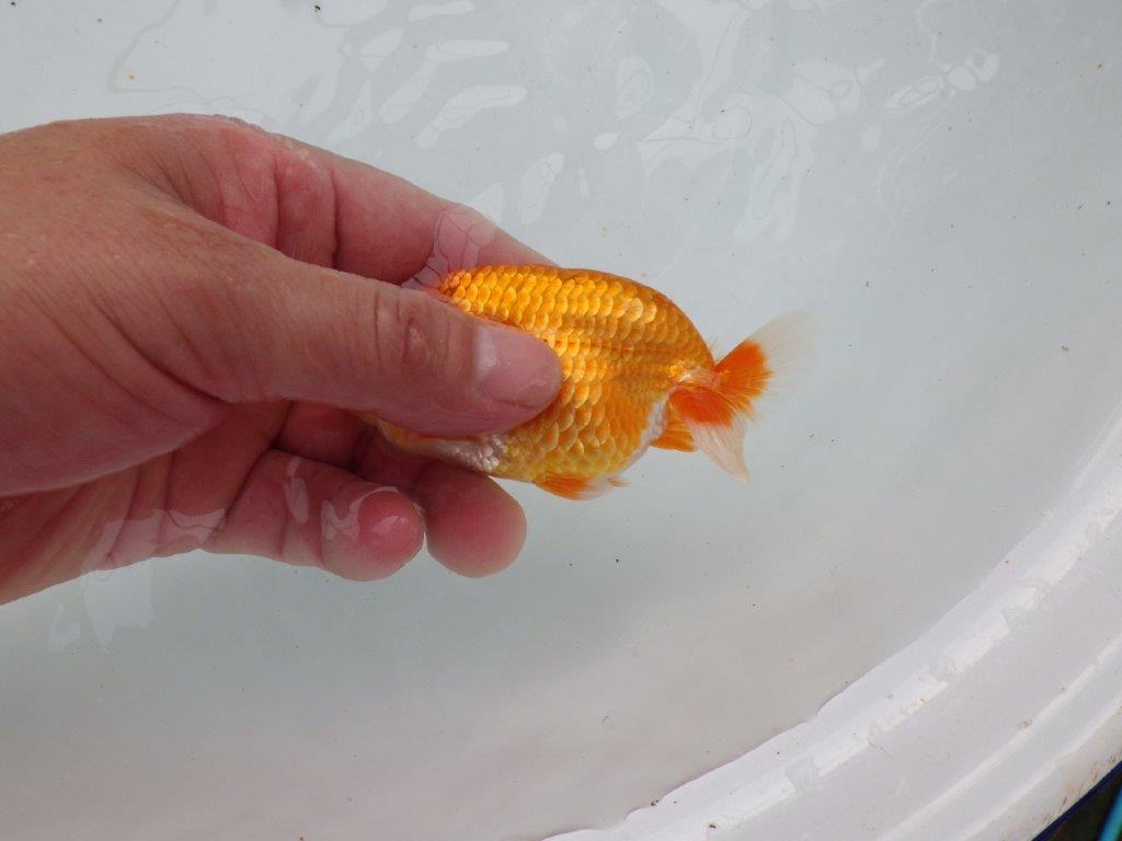 【愛知M 様作当歳らんちゅう 】雰囲気抜群のらんちゅう　約11㎝　期間限定販売