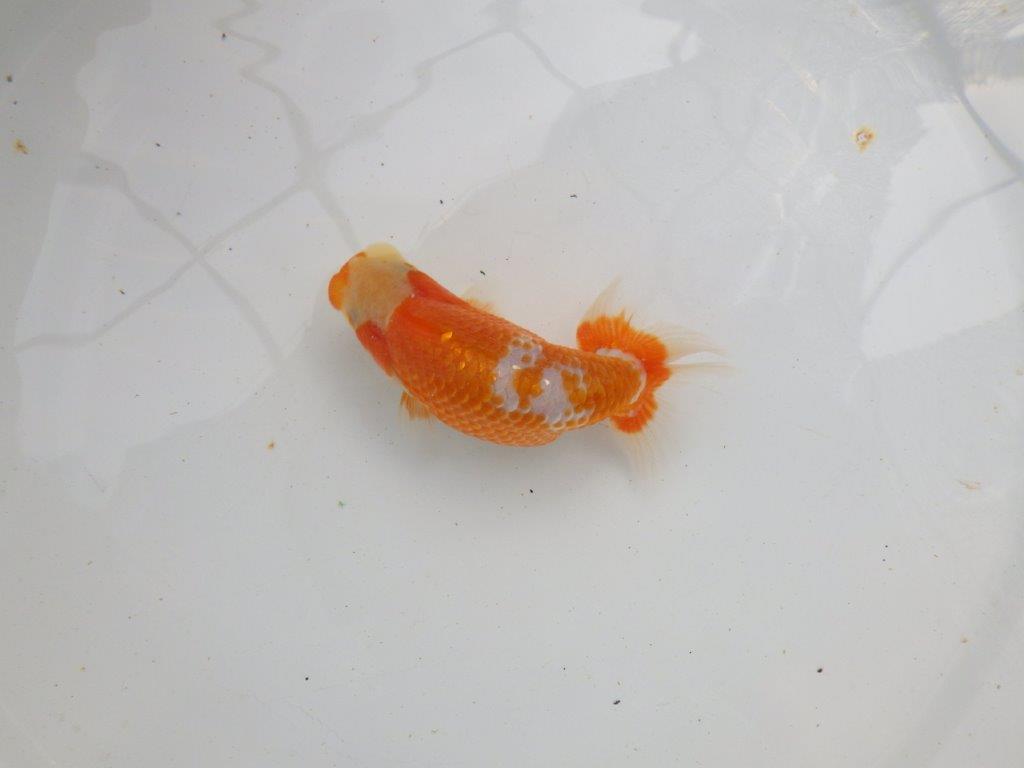 【愛知M 様作当歳らんちゅう 】上物更紗らんちゅう　約11,5㎝　期間限定販売