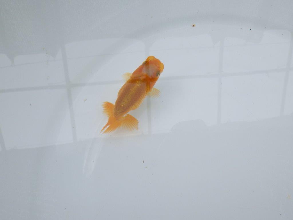【 約１週間の期間限定販売】綺麗な柄の更紗らんちゅう　約8,5㎝　性別不明【 岡山村上暢彦氏作】