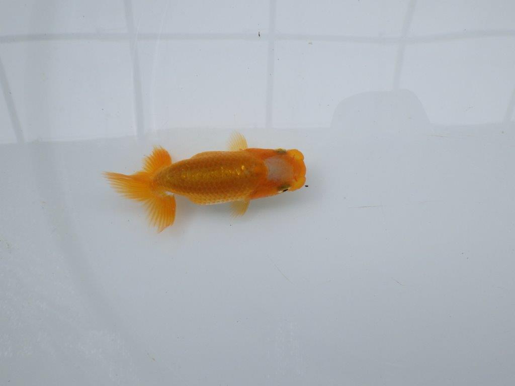 【 約１週間の期間限定販売】綺麗な柄の更紗らんちゅう　約8,5㎝　性別不明【 岡山村上暢彦氏作】