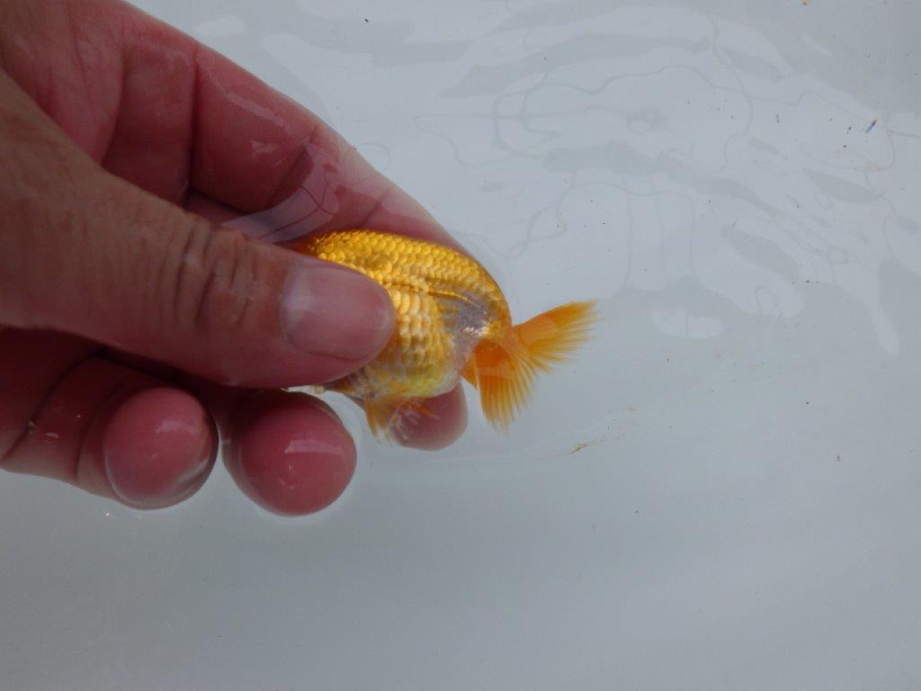 【 約１週間の期間限定販売】綺麗な柄の更紗らんちゅう　約8,5㎝　性別不明【 岡山村上暢彦氏作】