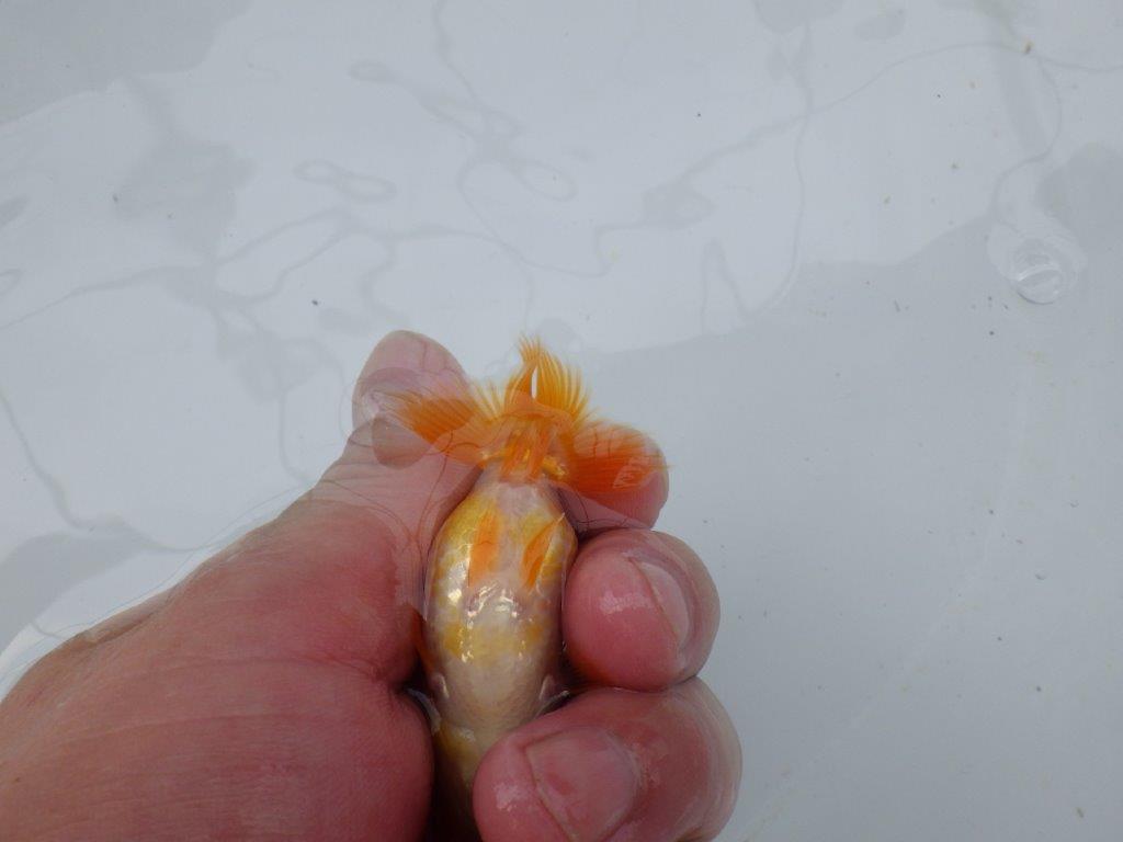 【 約１週間の期間限定販売】綺麗な柄の更紗らんちゅう　約8,5㎝　性別不明【 岡山村上暢彦氏作】