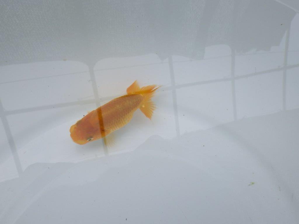 【 約１週間の期間限定販売】背幅があるタイプのらんちゅう　約10㎝　性別不明【 岡山村上暢彦氏作】