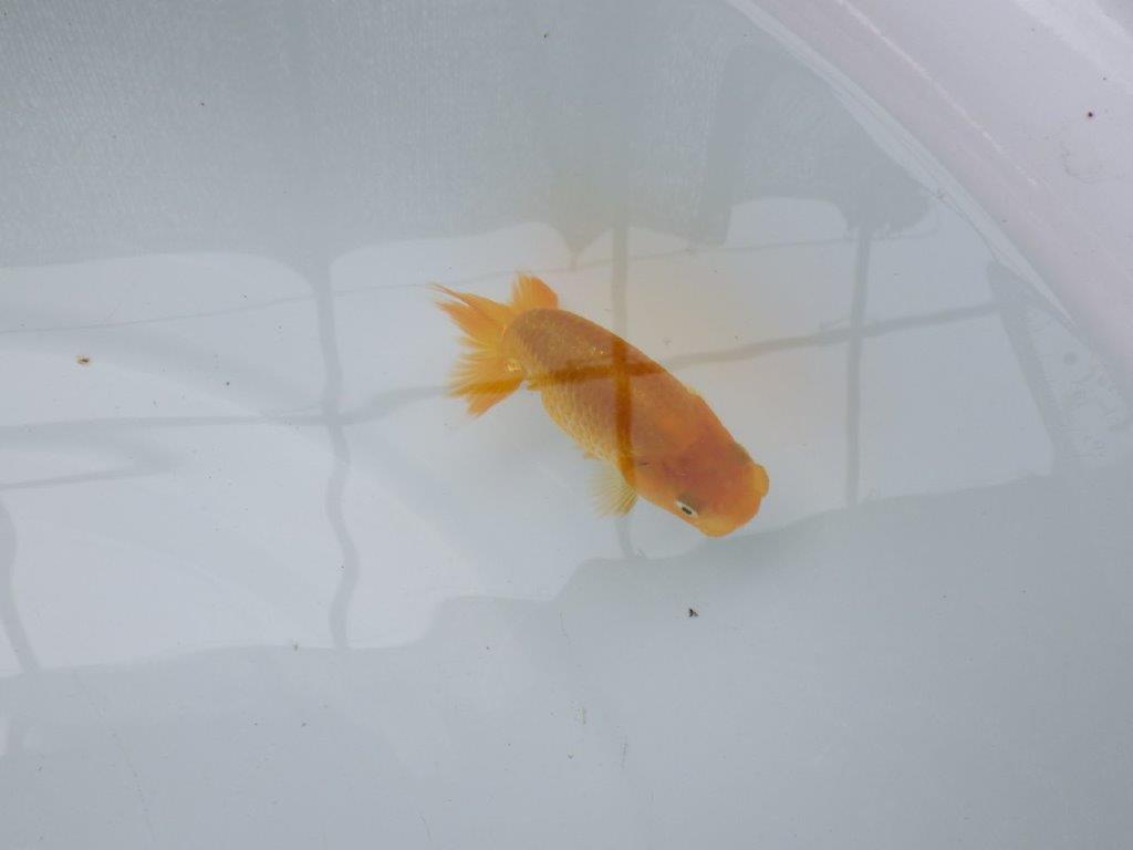 【 約１週間の期間限定販売】背幅があるタイプのらんちゅう　約10㎝　性別不明【 岡山村上暢彦氏作】