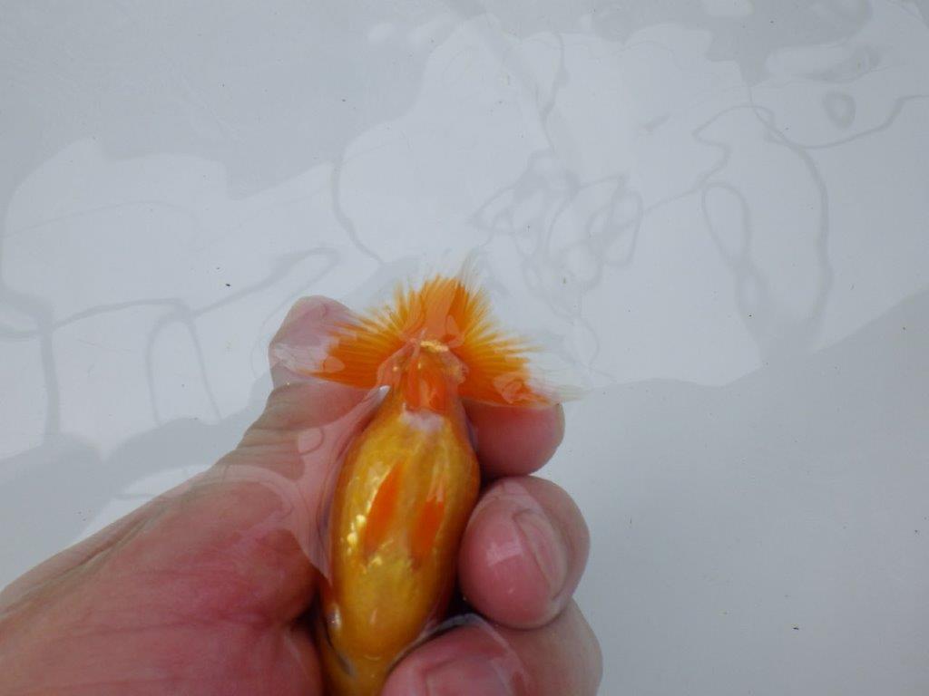【 約１週間の期間限定販売】背なりが綺麗ならんちゅう　約9,5㎝　性別不明【 岡山村上暢彦氏作】