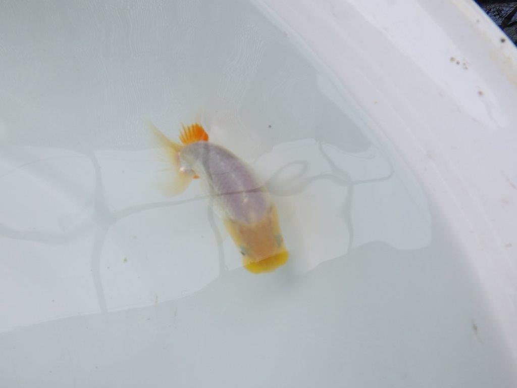 【 約１週間の期間限定販売】背のラインが綺麗ならんちゅう　約9㎝　性別不明【 岡山村上暢彦氏作】