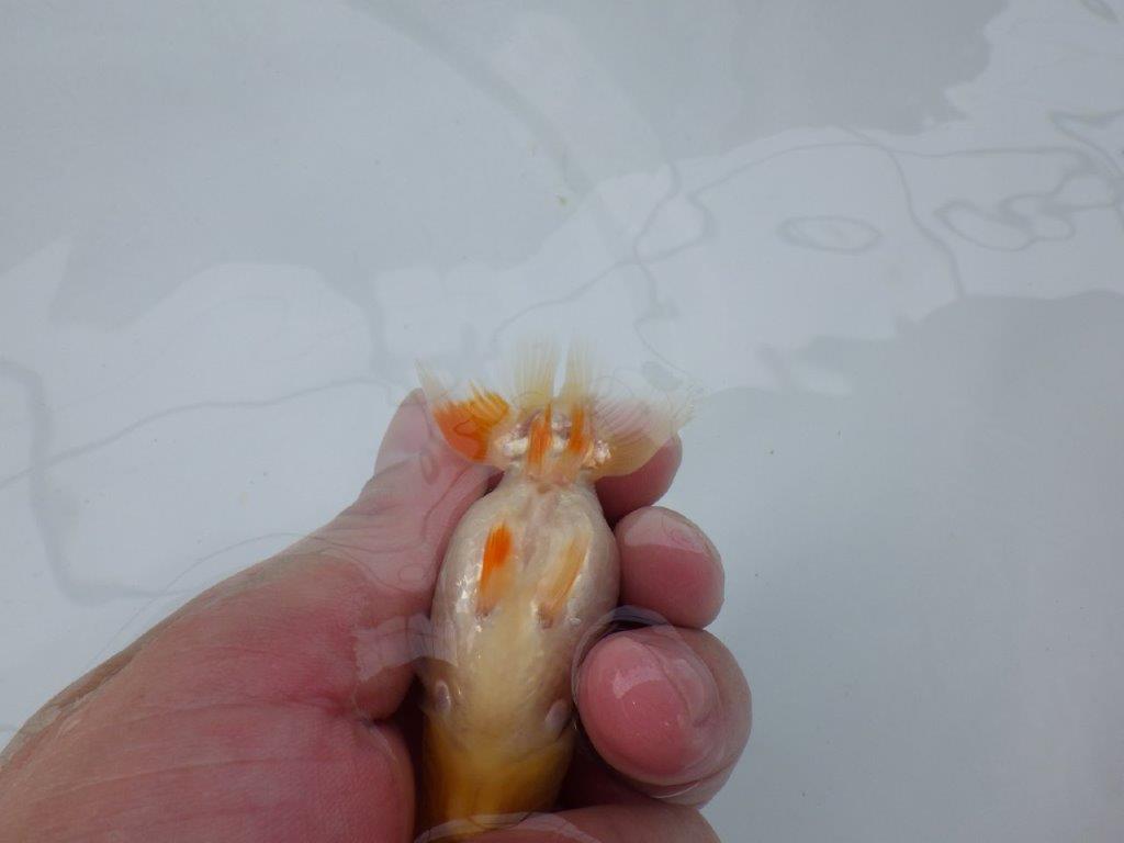 【 約１週間の期間限定販売】背のラインが綺麗ならんちゅう　約9㎝　性別不明【 岡山村上暢彦氏作】