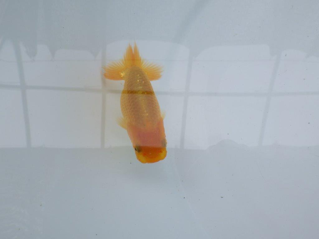 【 約１週間の期間限定販売】太味があるらんちゅう　約9㎝　性別不明【 岡山村上暢彦氏作】の上身