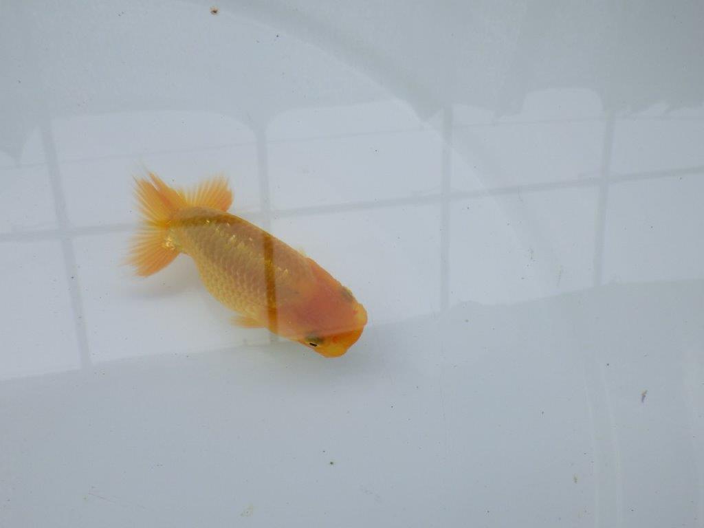 【 約１週間の期間限定販売】太味があるらんちゅう　約9㎝　性別不明【 岡山村上暢彦氏作】