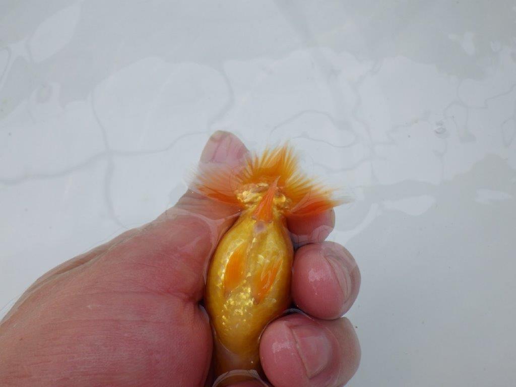 【 約１週間の期間限定販売】太味があるらんちゅう　約9㎝　性別不明【 岡山村上暢彦氏作】