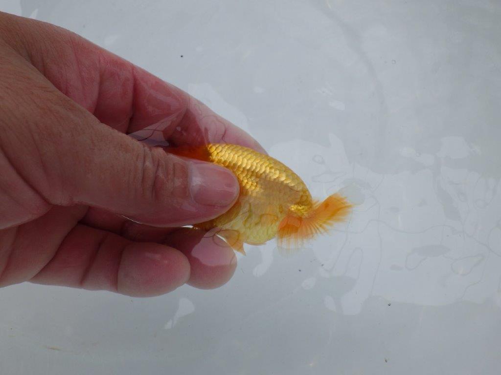 【 約１週間の期間限定販売】太味があるらんちゅう　約9㎝　性別不明【 岡山村上暢彦氏作】