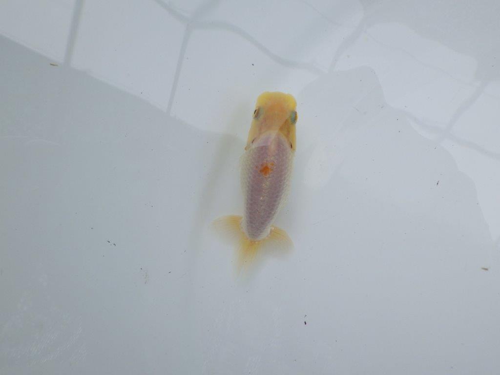 【 約１週間の期間限定販売】背のラインが美しいらんちゅう　約8㎝　性別不明【 岡山村上暢彦氏作】の上身