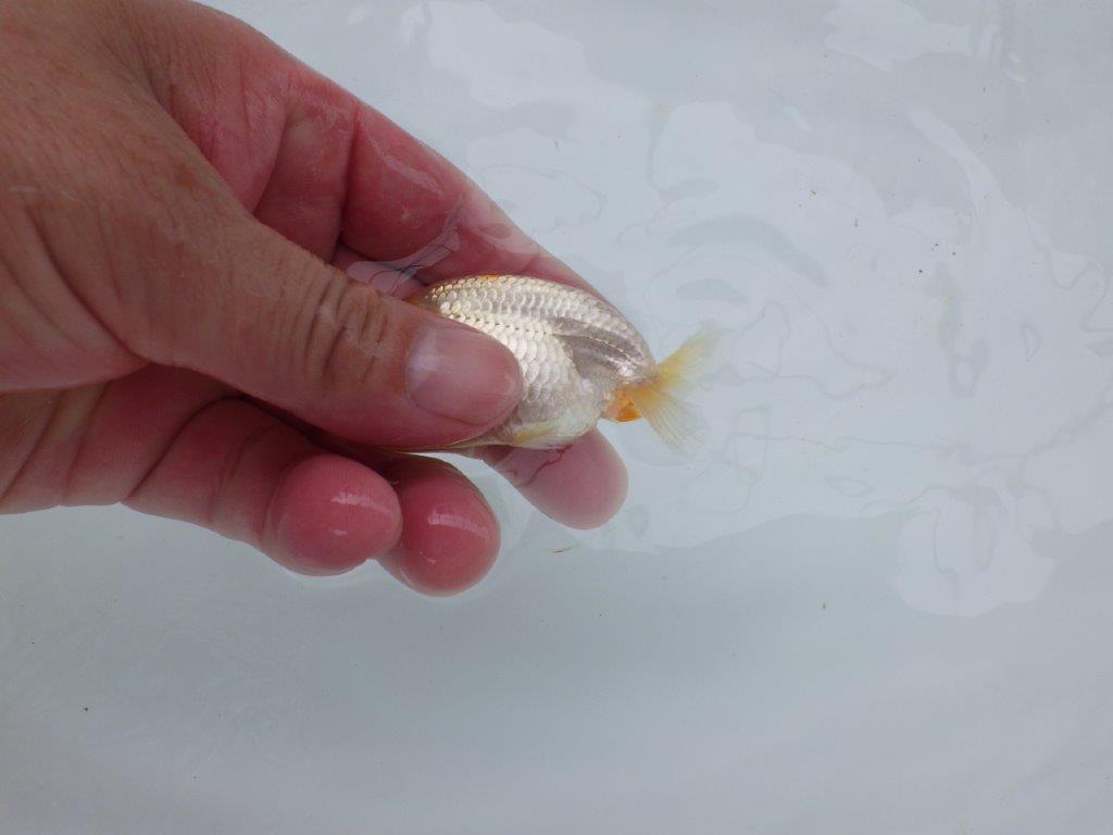 【 約１週間の期間限定販売】背のラインが美しいらんちゅう　約8㎝　性別不明【 岡山村上暢彦氏作】
