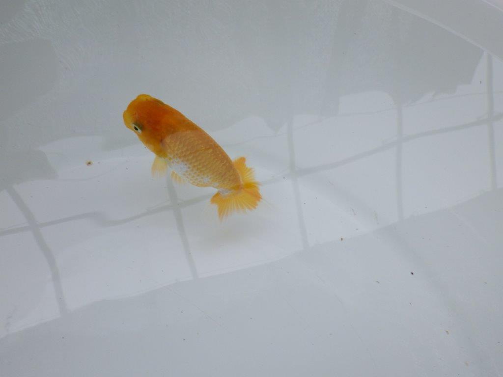 【 約１週間の期間限定販売】背のラインが美しいらんちゅう　約8,5㎝　性別不明【 岡山村上暢彦氏作】
