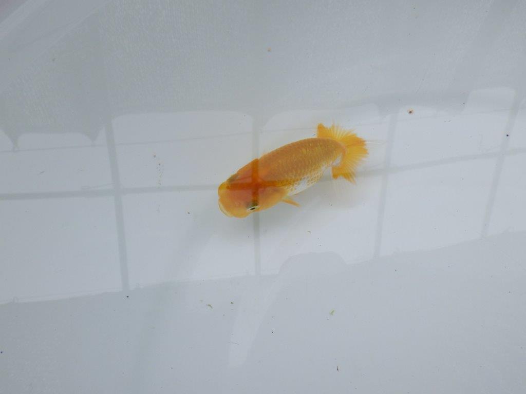 【 約１週間の期間限定販売】背のラインが美しいらんちゅう　約8,5㎝　性別不明【 岡山村上暢彦氏作】