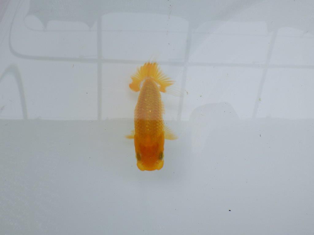 【 約１週間の期間限定販売】背のラインが美しいらんちゅう　約8,5㎝　性別不明【 岡山村上暢彦氏作】の上身
