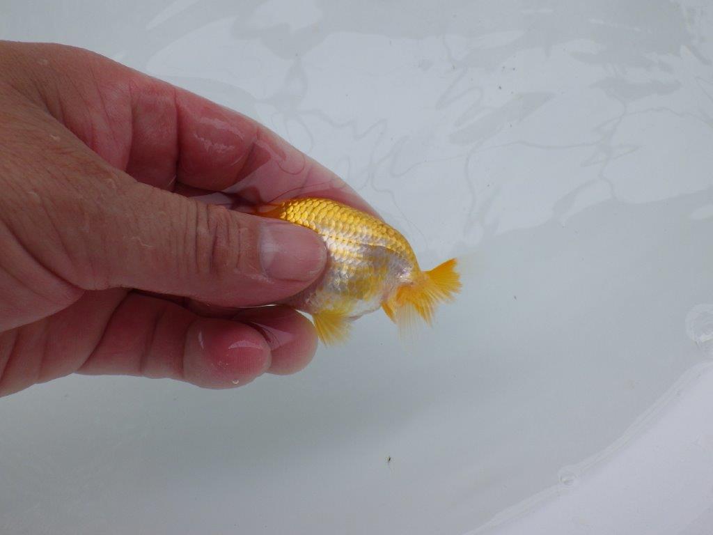 【 約１週間の期間限定販売】背のラインが美しいらんちゅう　約8,5㎝　性別不明【 岡山村上暢彦氏作】