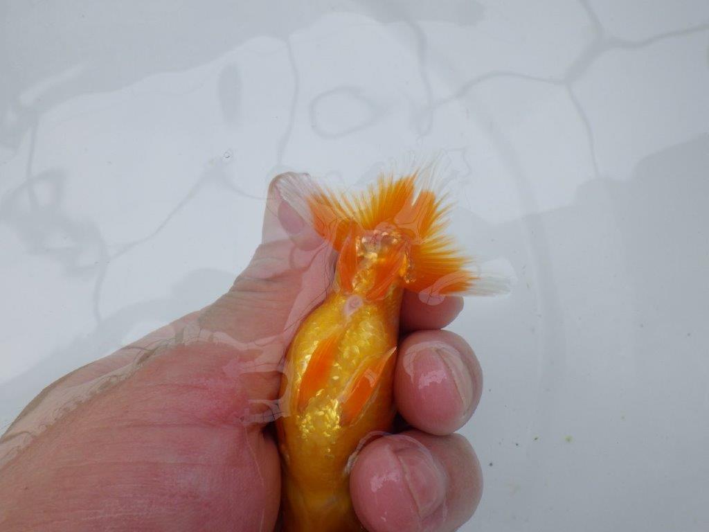 【 約１週間の期間限定販売】おとなしい雰囲気のらんちゅう　約10㎝　性別不明【 岡山村上暢彦氏作】