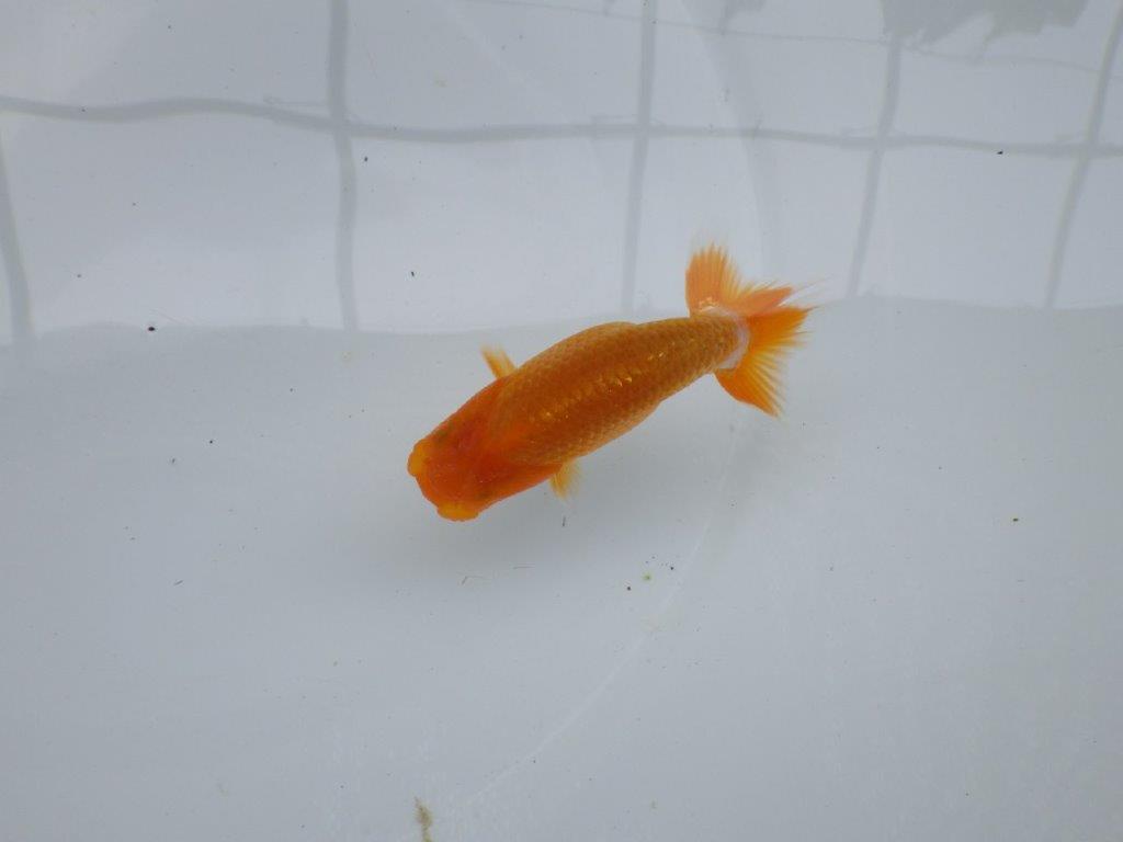 【 約１週間の期間限定販売】おとなしい雰囲気のらんちゅう　約10㎝　性別不明【 岡山村上暢彦氏作】