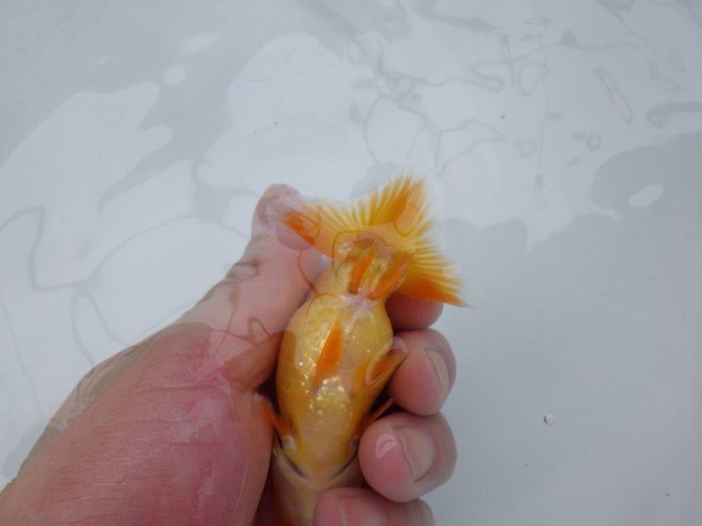 【 約１週間の期間限定販売】しっかりした体系のらんちゅう　約10,5㎝　性別不明【 岡山村上暢彦氏作】