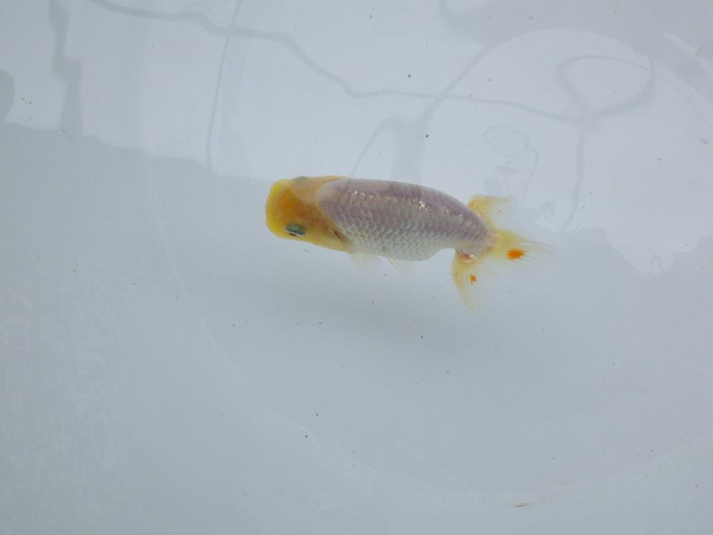 【 約１週間の期間限定販売】尾型の良い白らんちゅう　約9㎝　性別不明【 岡山村上暢彦氏作】