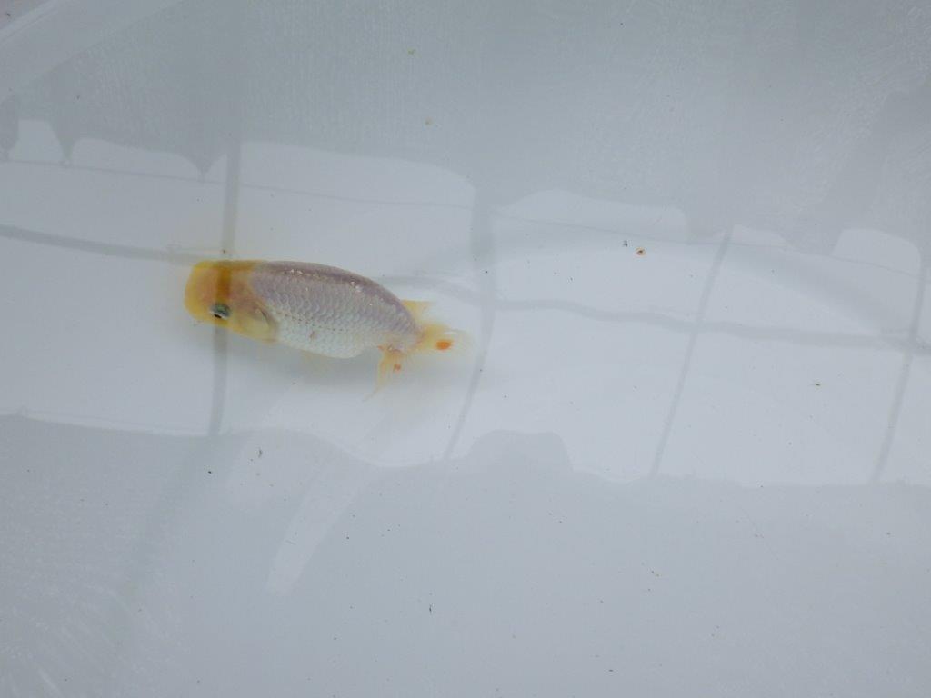 【 約１週間の期間限定販売】尾型の良い白らんちゅう　約9㎝　性別不明【 岡山村上暢彦氏作】