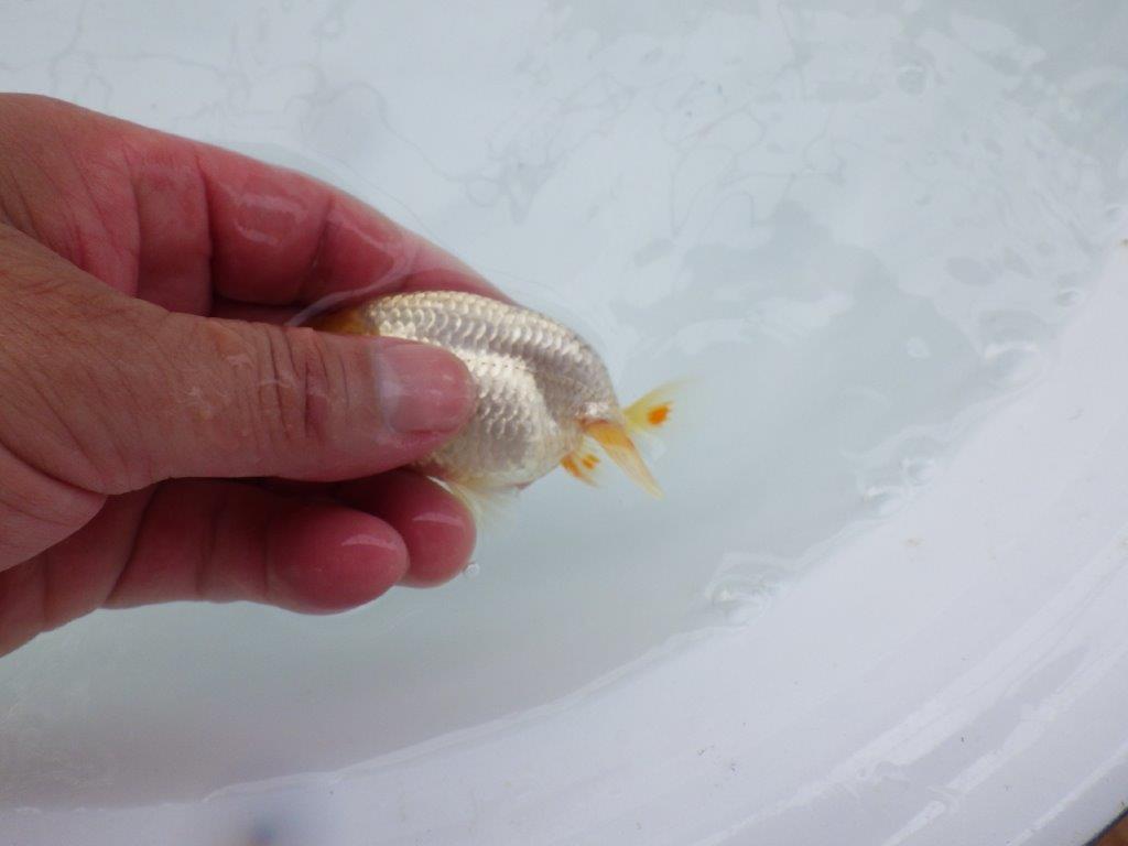 【 約１週間の期間限定販売】尾型の良い白らんちゅう　約9㎝　性別不明【 岡山村上暢彦氏作】