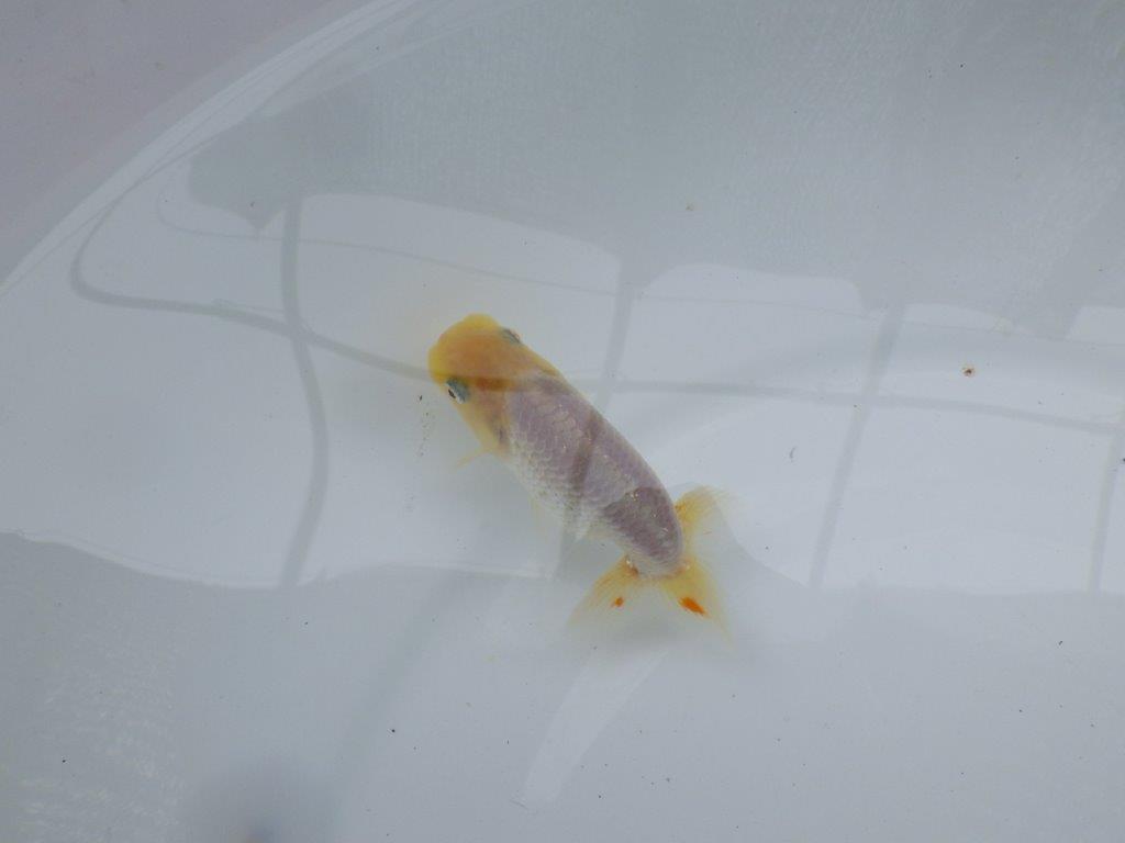 【 約１週間の期間限定販売】尾型の良い白らんちゅう　約9㎝　性別不明【 岡山村上暢彦氏作】の上身