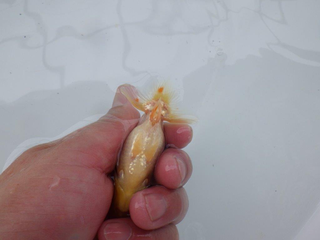 【 約１週間の期間限定販売】尾型の良い白らんちゅう　約9㎝　性別不明【 岡山村上暢彦氏作】