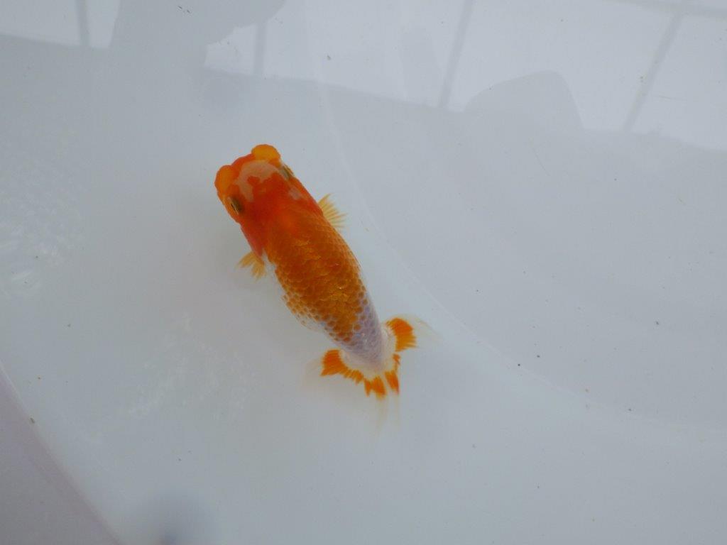 【 約１週間の期間限定販売】頭の良い更紗らんちゅう　約9㎝　性別不明【 岡山村上暢彦氏作】の上身