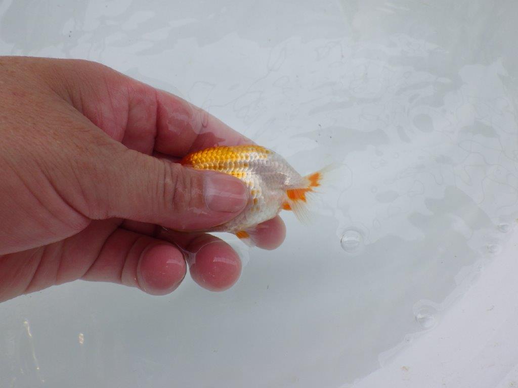 【 約１週間の期間限定販売】頭の良い更紗らんちゅう　約9㎝　性別不明【 岡山村上暢彦氏作】