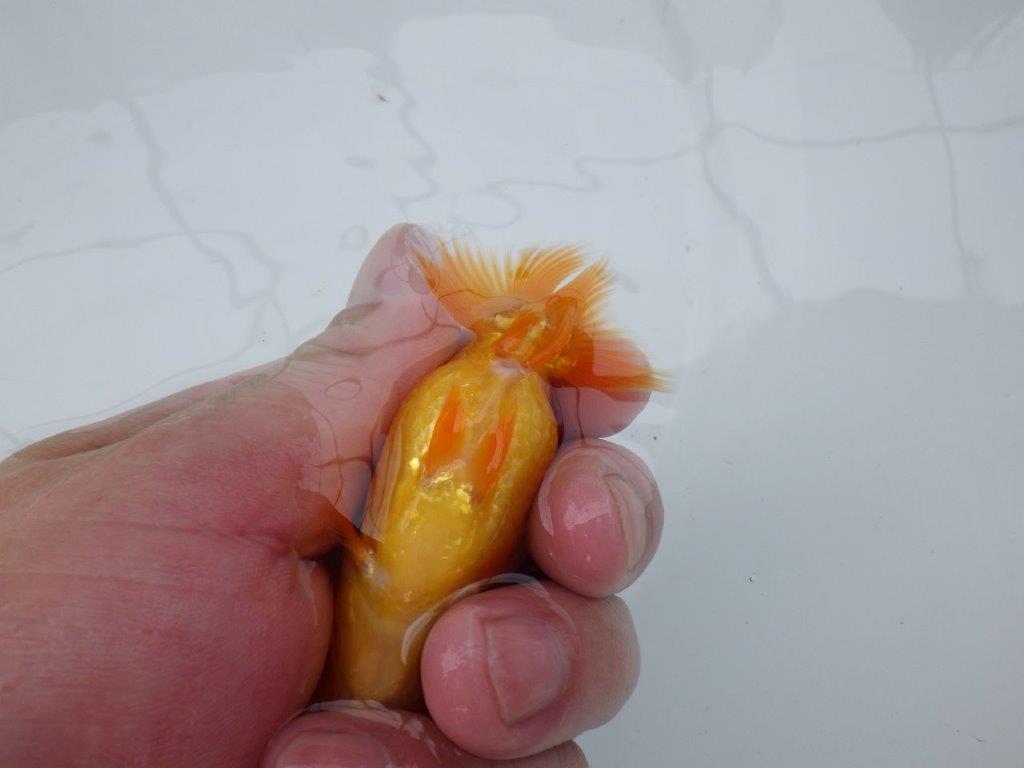 【 約１週間の期間限定販売】上からのご鑑賞がおすすめらんちゅう　約9㎝　性別不明【 岡山村上暢彦氏作】