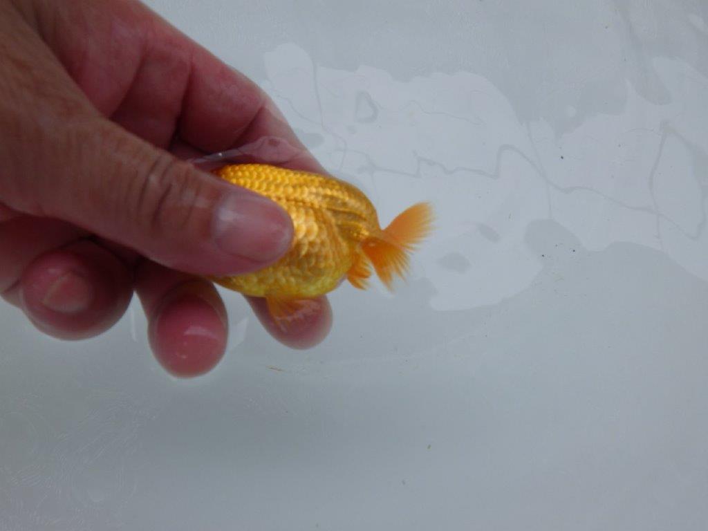 【 約１週間の期間限定販売】上からのご鑑賞がおすすめらんちゅう　約9㎝　性別不明【 岡山村上暢彦氏作】