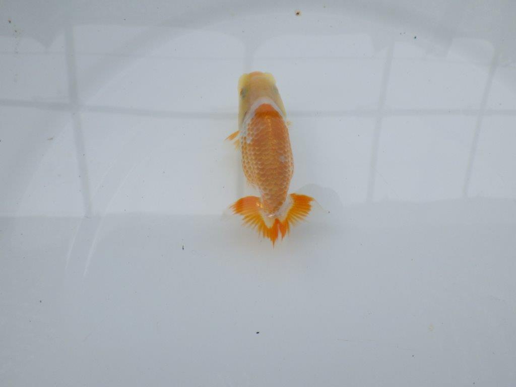 【 約１週間の期間限定販売】口紅付きの可愛い更紗らんちゅう　約8,5㎝　性別不明【 岡山村上暢彦氏作】