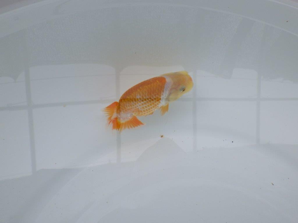 【 約１週間の期間限定販売】口紅付きの可愛い更紗らんちゅう　約8,5㎝　性別不明【 岡山村上暢彦氏作】
