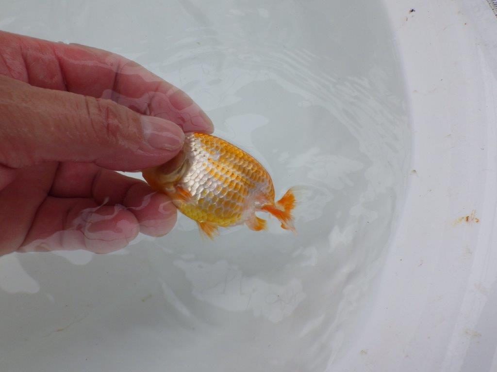 【 約１週間の期間限定販売】口紅付きの可愛い更紗らんちゅう　約8,5㎝　性別不明【 岡山村上暢彦氏作】