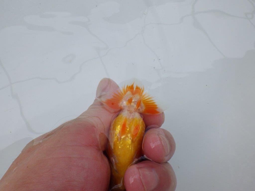 【 約１週間の期間限定販売】口紅付きの可愛い更紗らんちゅう　約8,5㎝　性別不明【 岡山村上暢彦氏作】