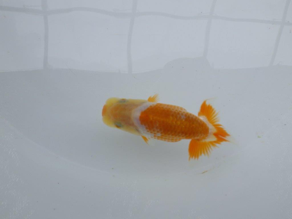 【 約１週間の期間限定販売】口紅付きの可愛い更紗らんちゅう　約8,5㎝　性別不明【 岡山村上暢彦氏作】の上身