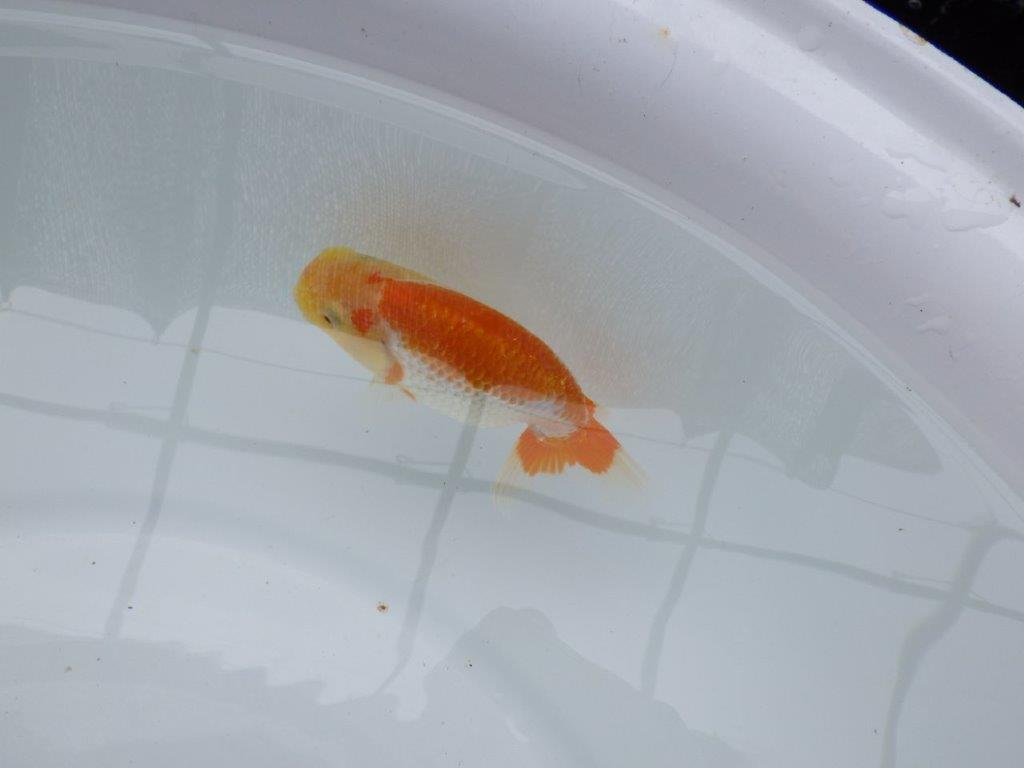 【 約１週間の期間限定販売】背も綺麗で柄も綺麗ならんちゅう　約10,5㎝　性別不明【 岡山村上暢彦氏作】