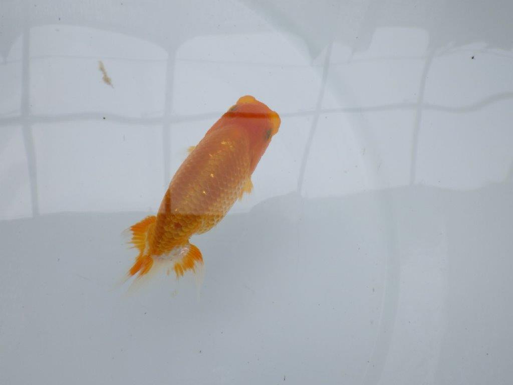 【 約１週間の期間限定販売】雰囲気が非常に良いらんちゅう　約9,5㎝　性別不明【 岡山村上暢彦氏作】の上身
