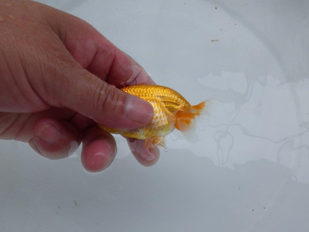 【 約１週間の期間限定販売】雰囲気が非常に良いらんちゅう　約9,5㎝　性別不明【 岡山村上暢彦氏作】